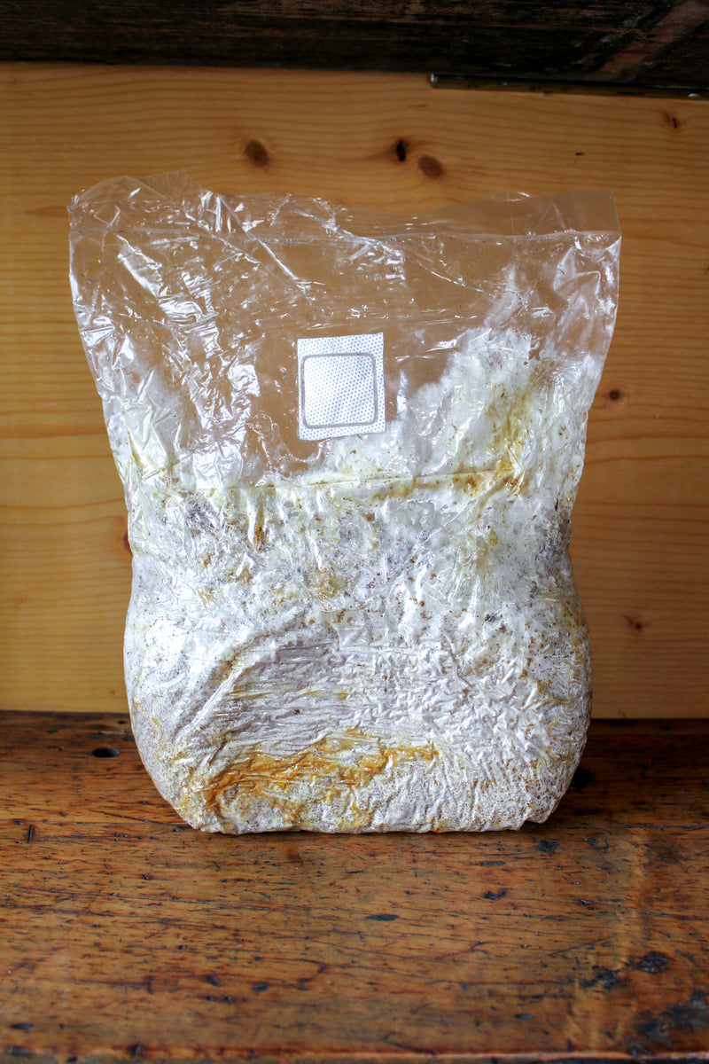 Mycélium de Pied de Mouton - Kit culture Champignons - grow