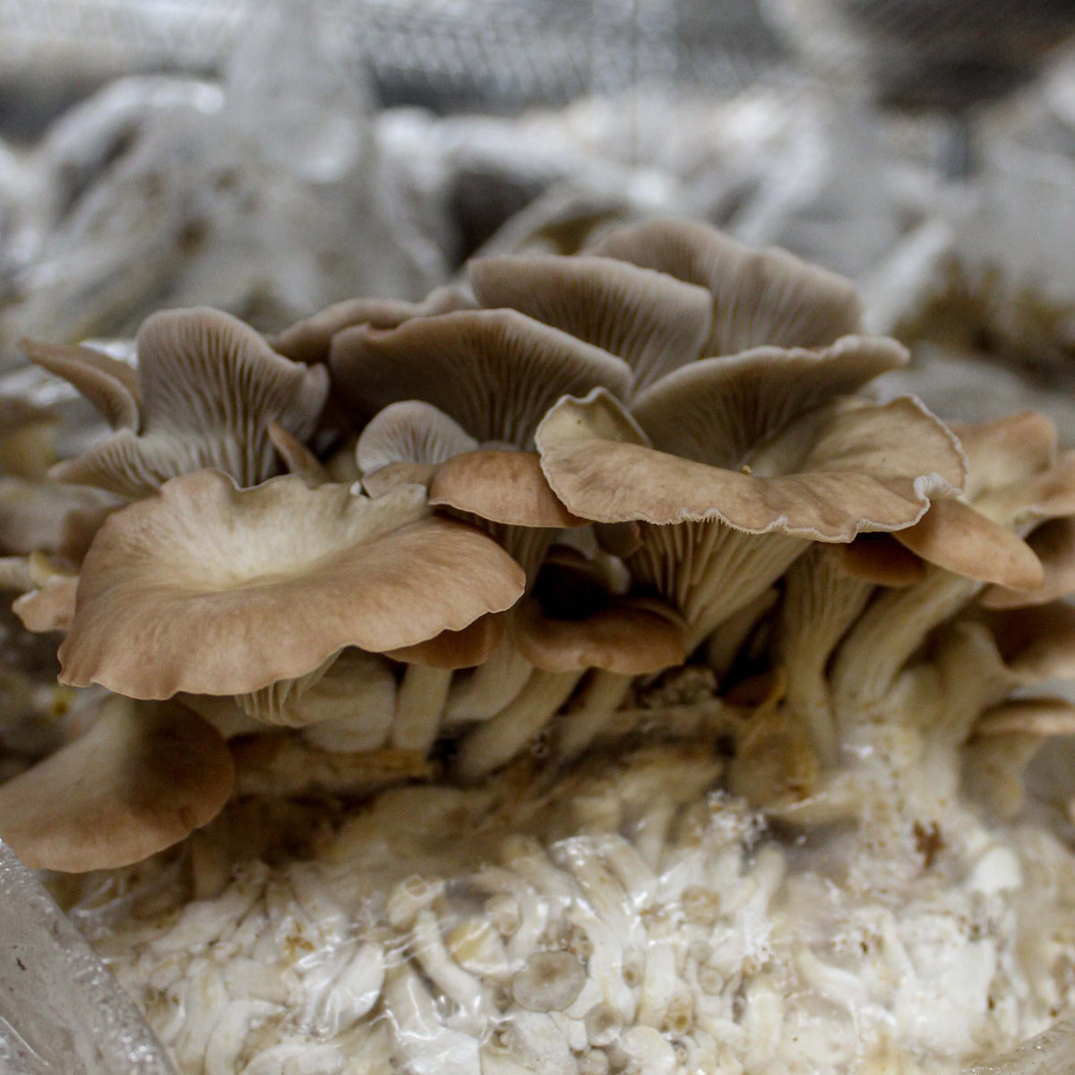 Pleurotes bleus « Mycélium – Les 400 Pieds de Champignon