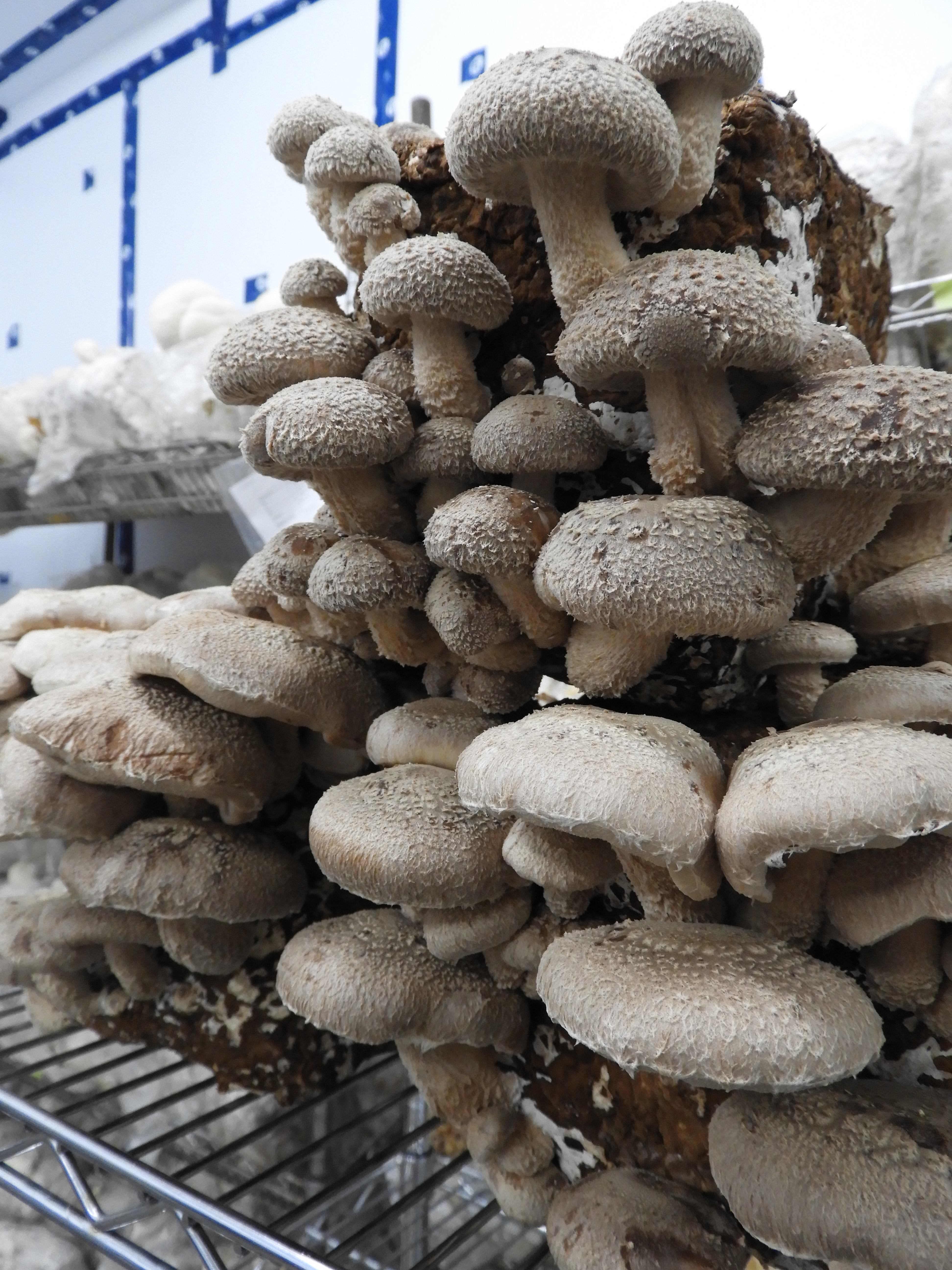 Mycélium de shiitake