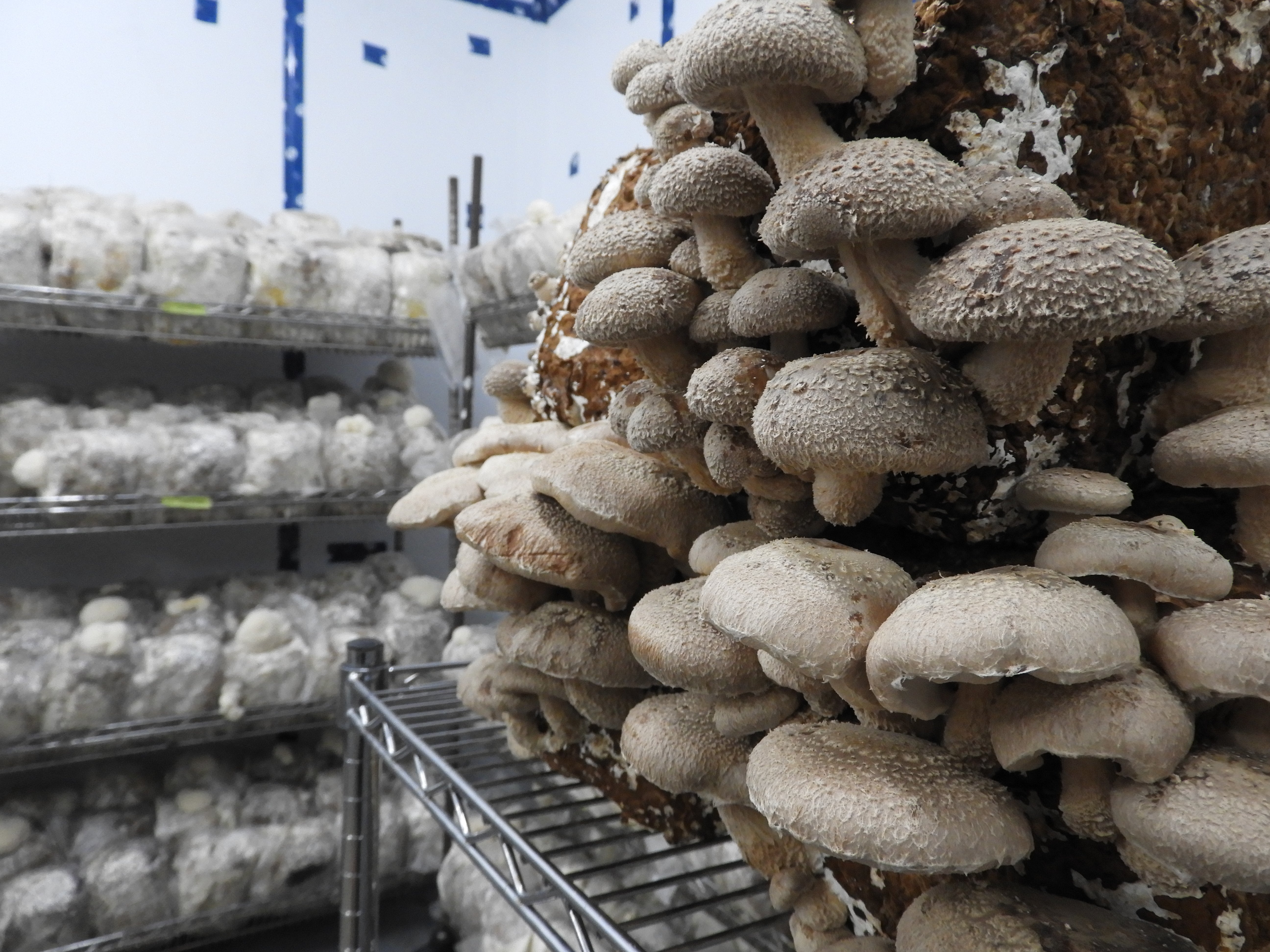 Mycélium de shiitake