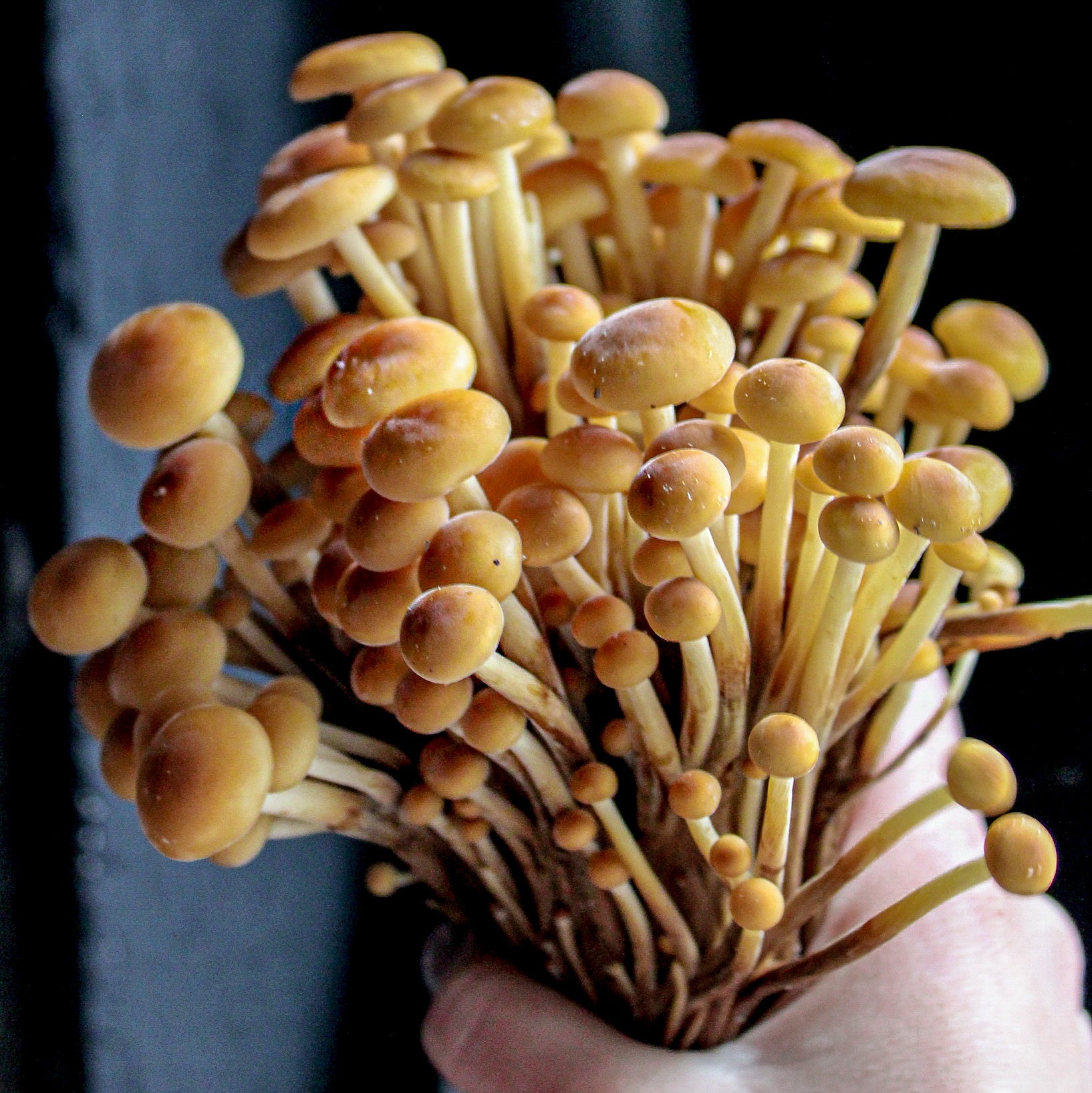 Golden Enoki Mushrooms