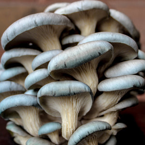 Blue Oyster Mushrooms