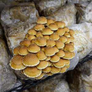 Chestnut Mushroom Growing Kit