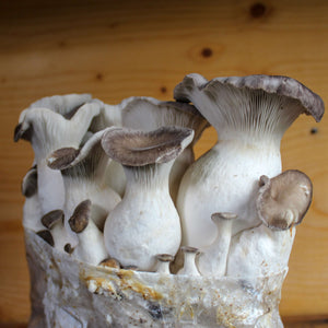 Black Pearl King Oyster Mushroom Growing Kit