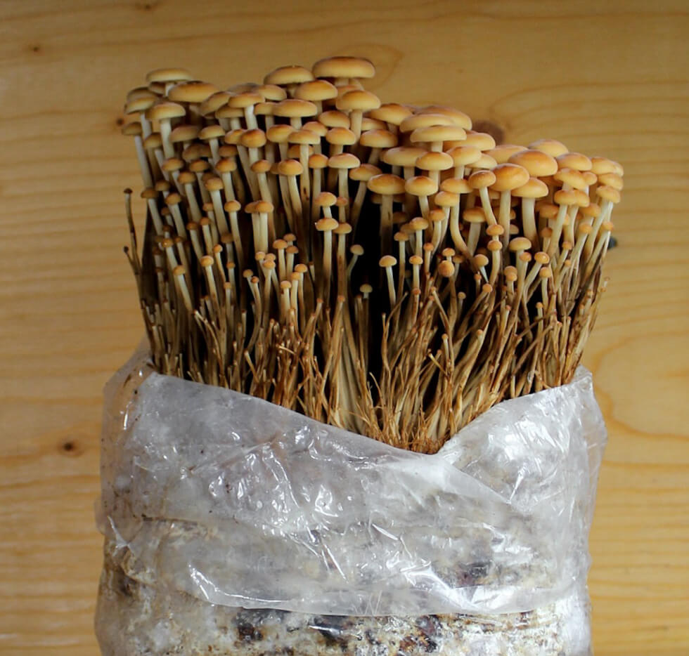 Golden Enoki Mushroom Growing Kit