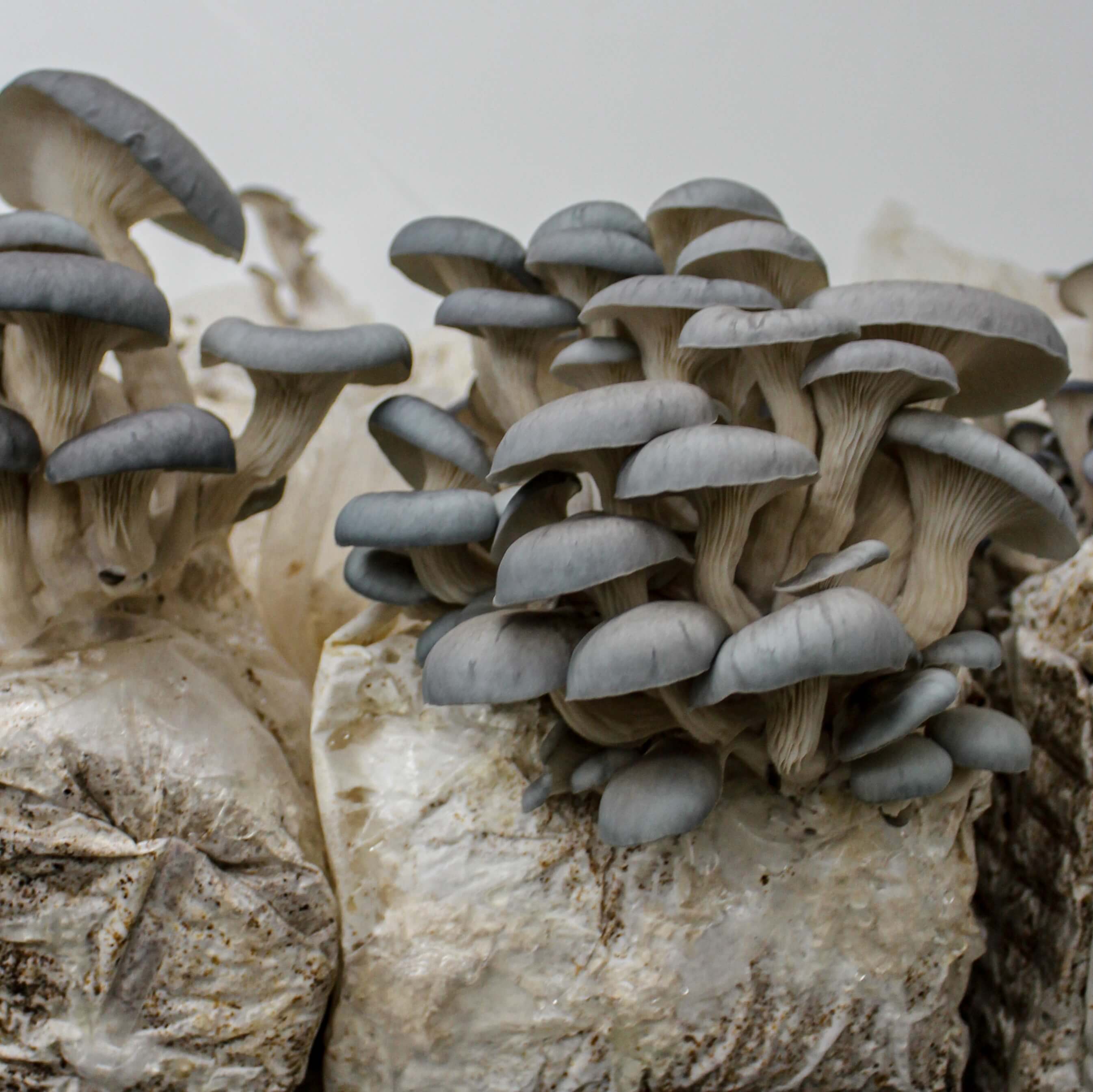 Blue Oyster « Mushroom Growing Kit – Les 400 Pieds de Champignon