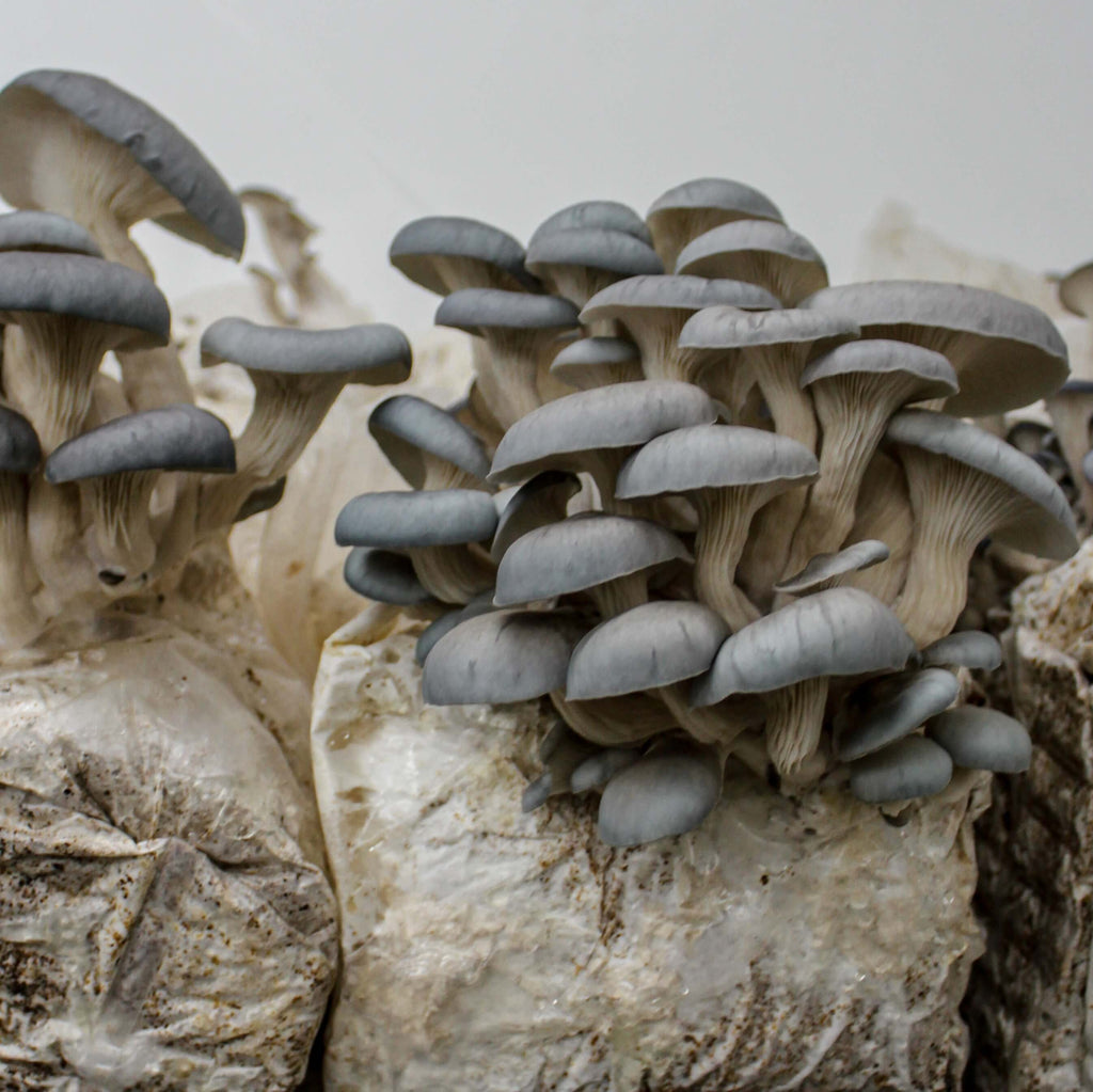 Les 400 pieds de champignon - Vous aimeriez faire pousser des champignons  chez vous? C'est possible ! Voici à quoi ressemble nos blocs de Pholiote  adipeuse. 25 $ par bloc ou 5