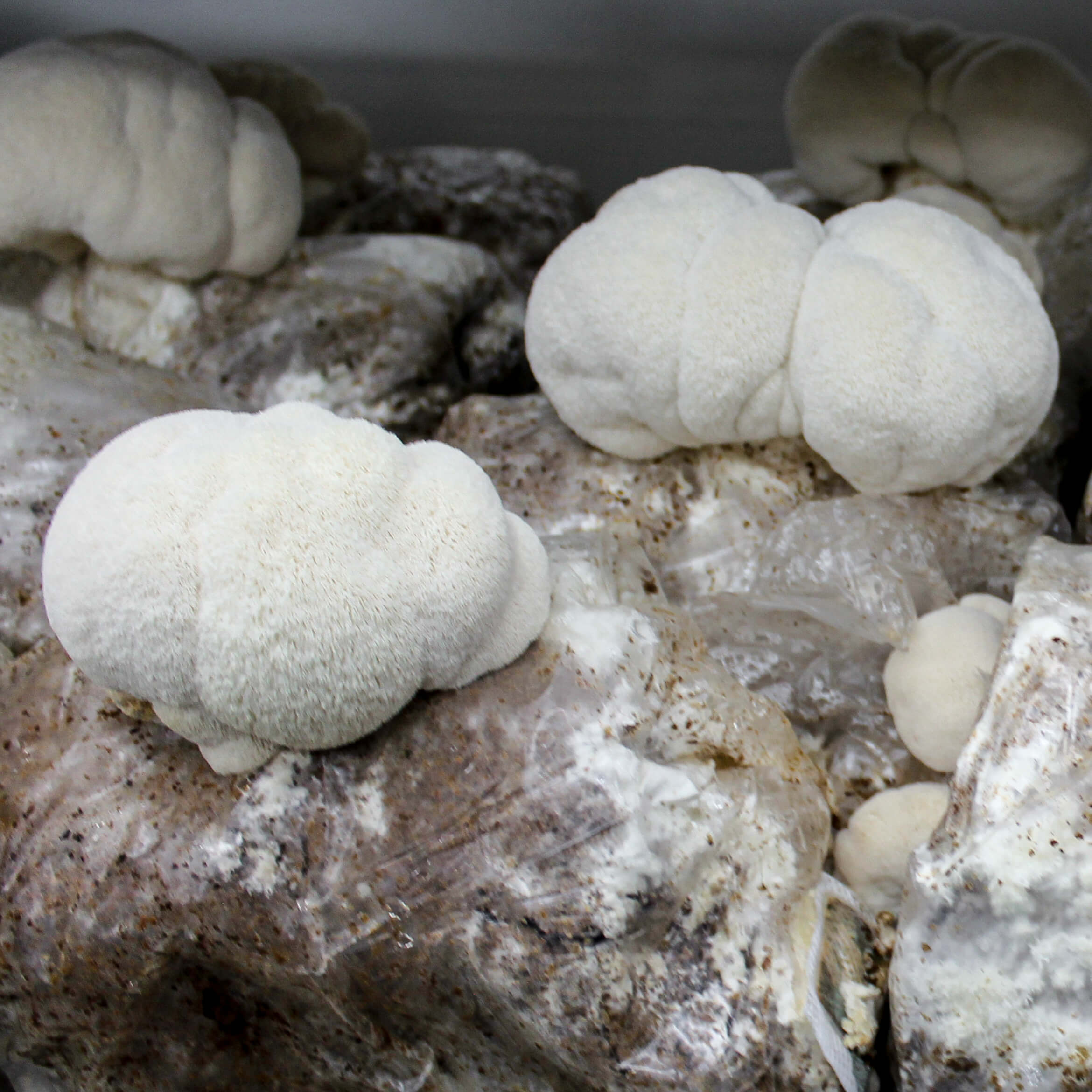 Champignons hydne corail « Mycélium – Les 400 Pieds de Champignon