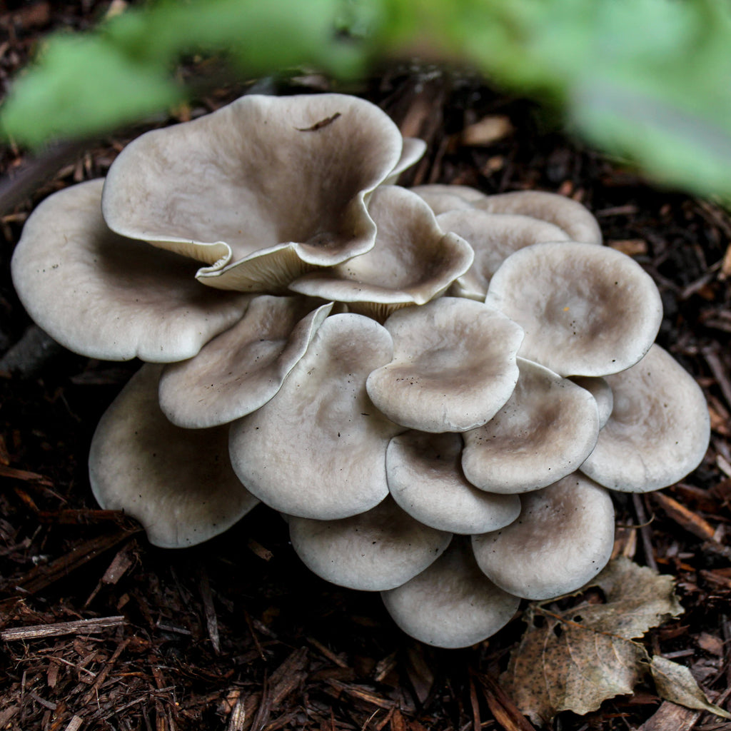 Kits de culture des champignons Archives - Mycocultures Mushrooms
