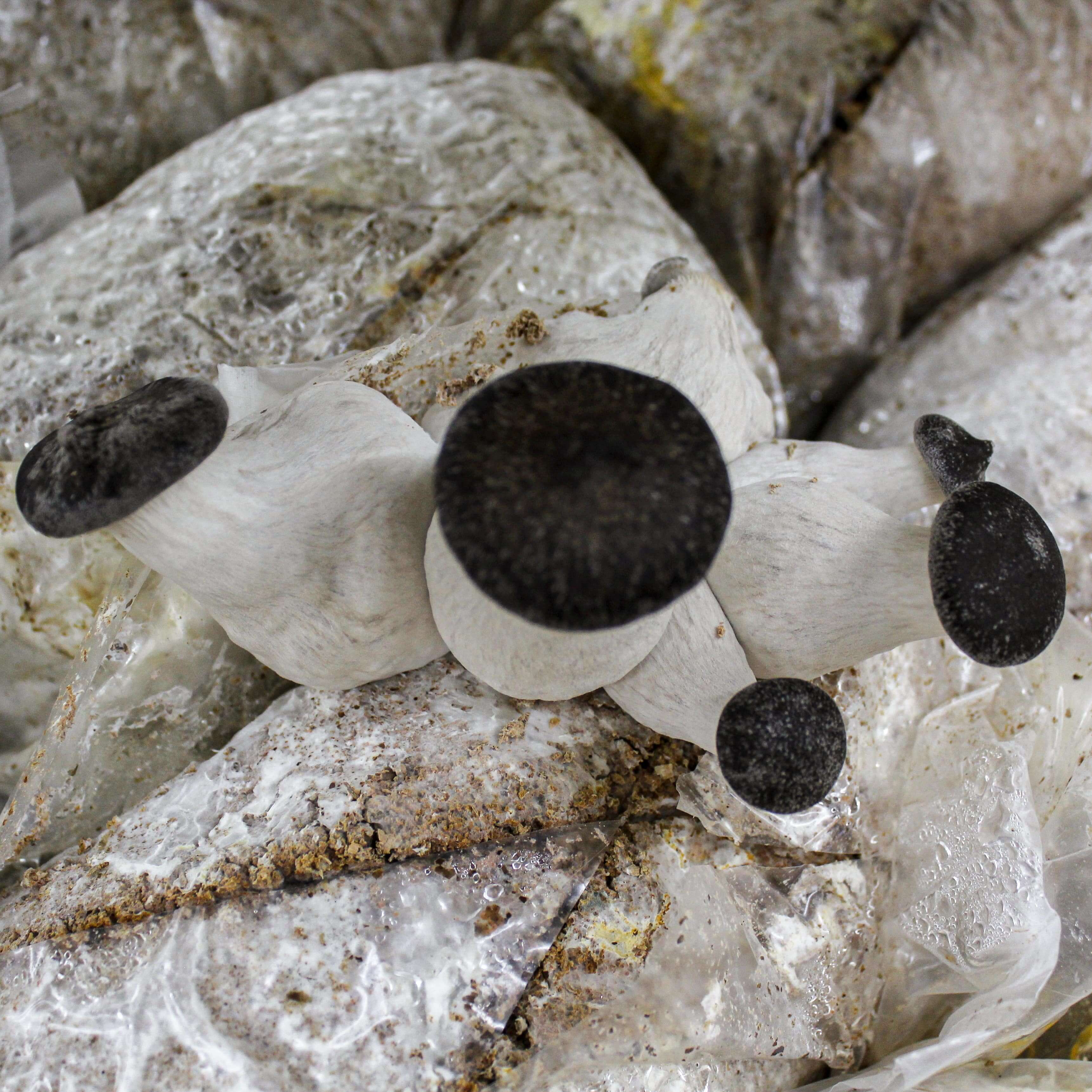 Blue Oyster « Mushroom Growing Kit – Les 400 Pieds de Champignon