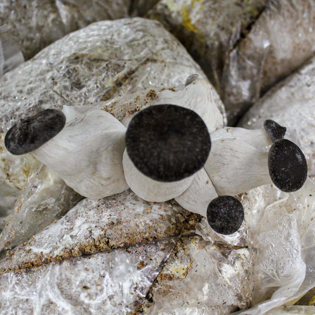 Trousses de culture de champignons – Les 400 Pieds de Champignon
