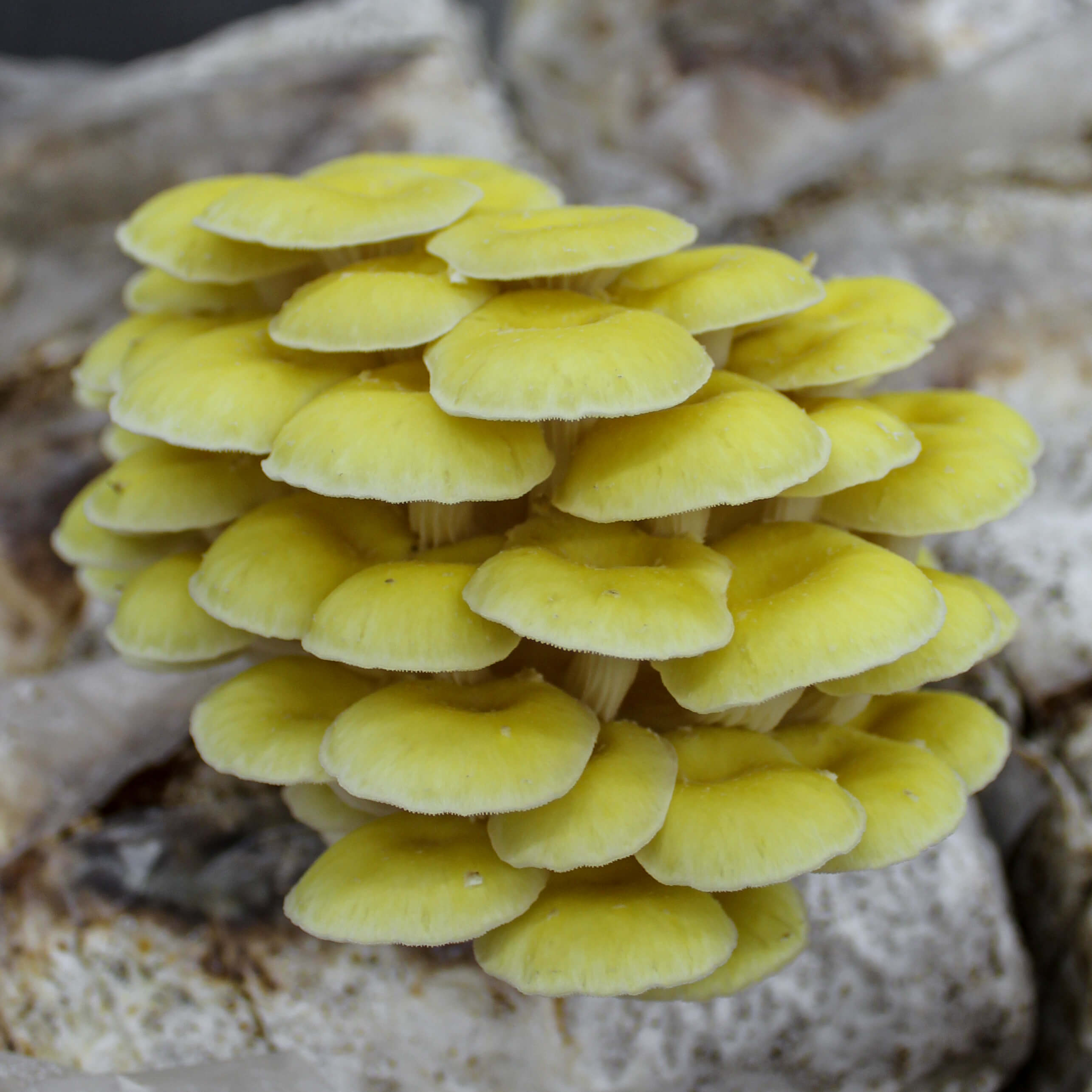 Golden Oyster « Mushroom Growing Kit – Les 400 Pieds de Champignon