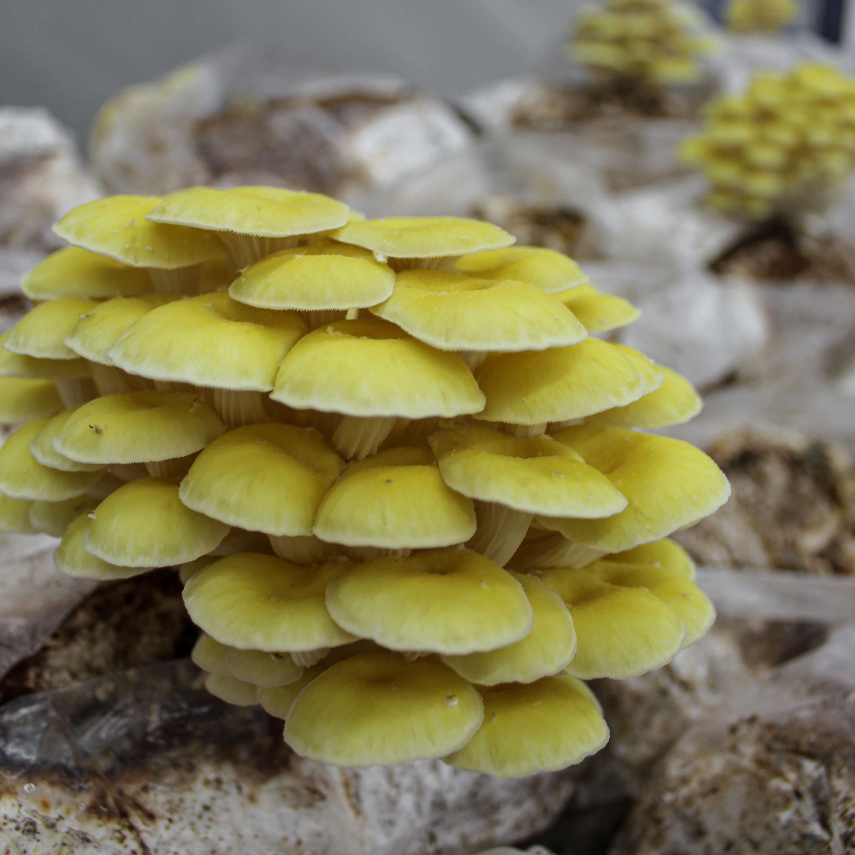 Mycélium de pleurotes jaunes