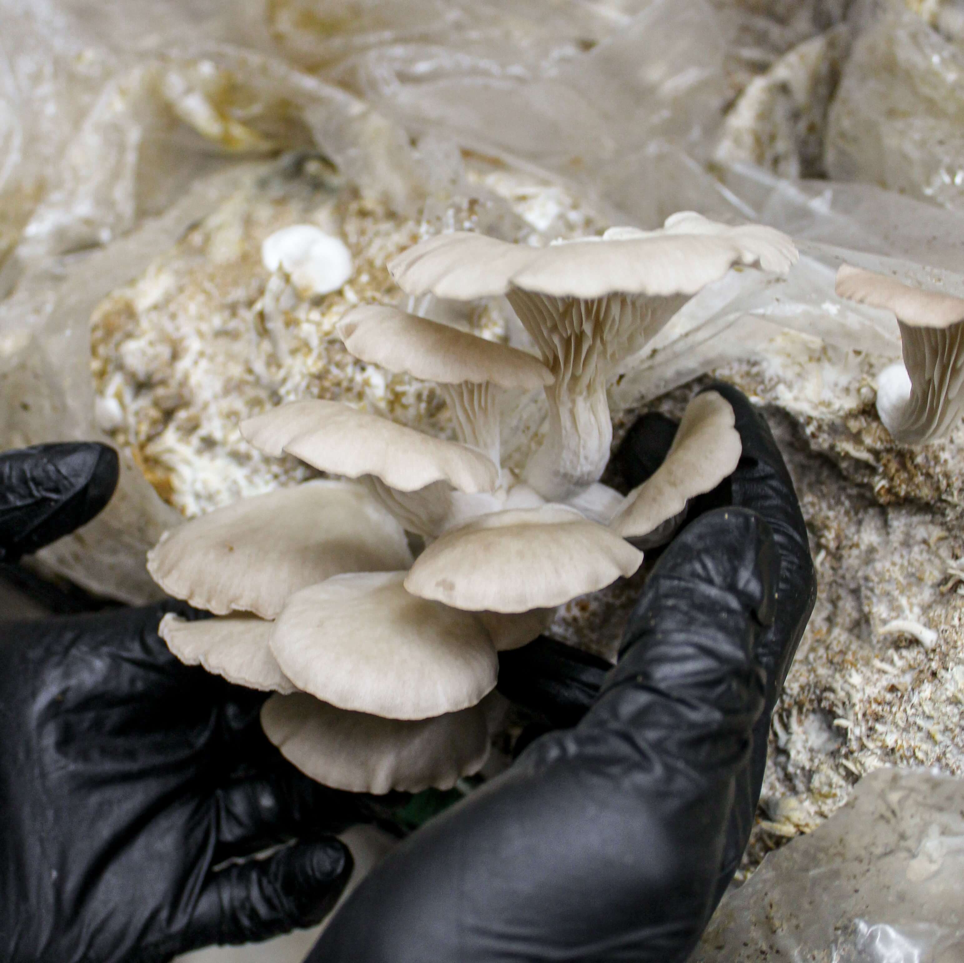 Marie-Anne Oyster Mushroom Growing Kit
