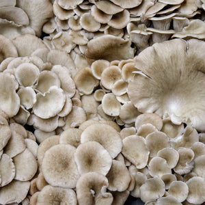 Marie-Anne Oyster Mushrooms