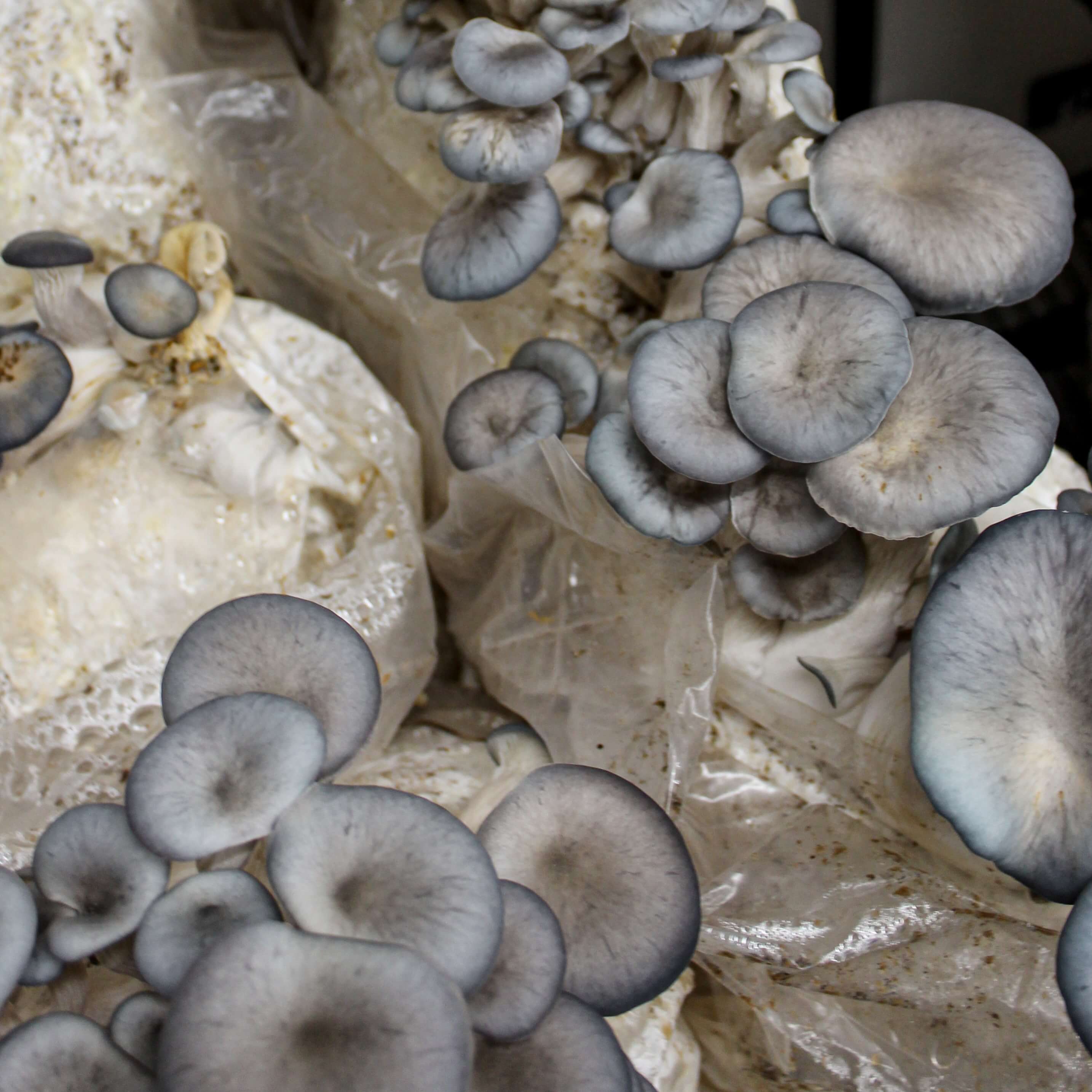 Blue Oyster Mushroom Growing Kit -30%
