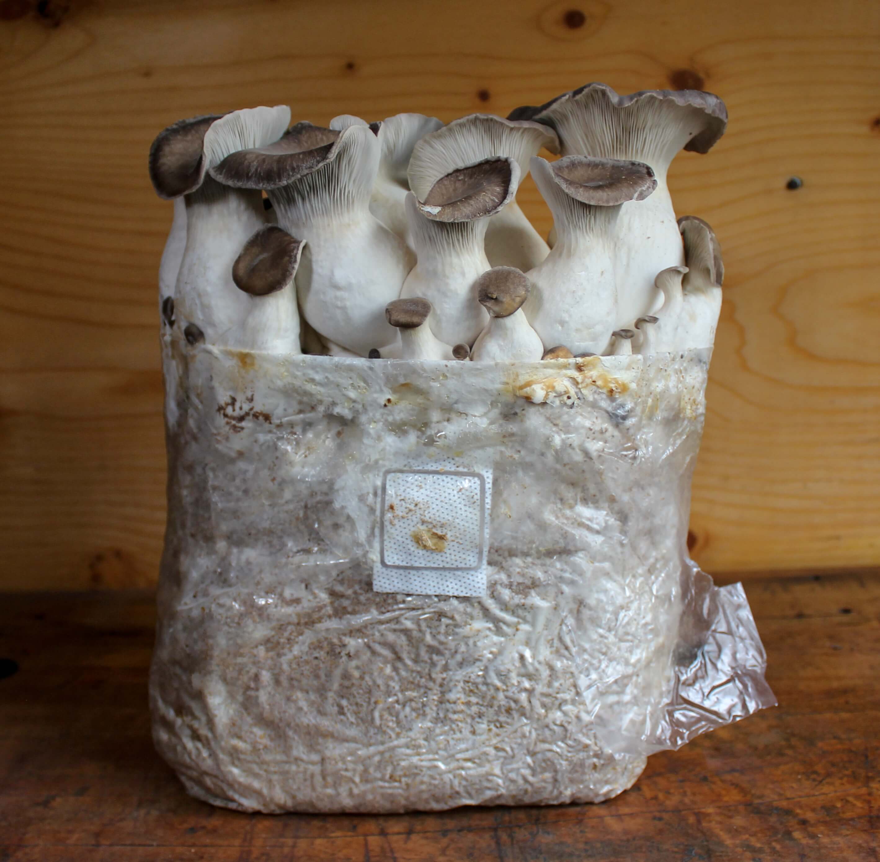 Lion's Mane « Mushroom Growing Kit – Les 400 Pieds de Champignon