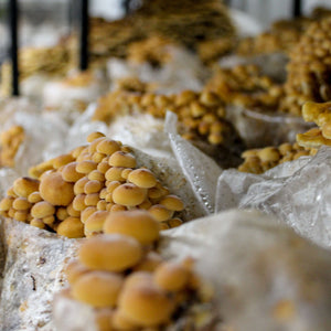 Golden Enoki « Mushroom Growing Kit – Les 400 Pieds de Champignon