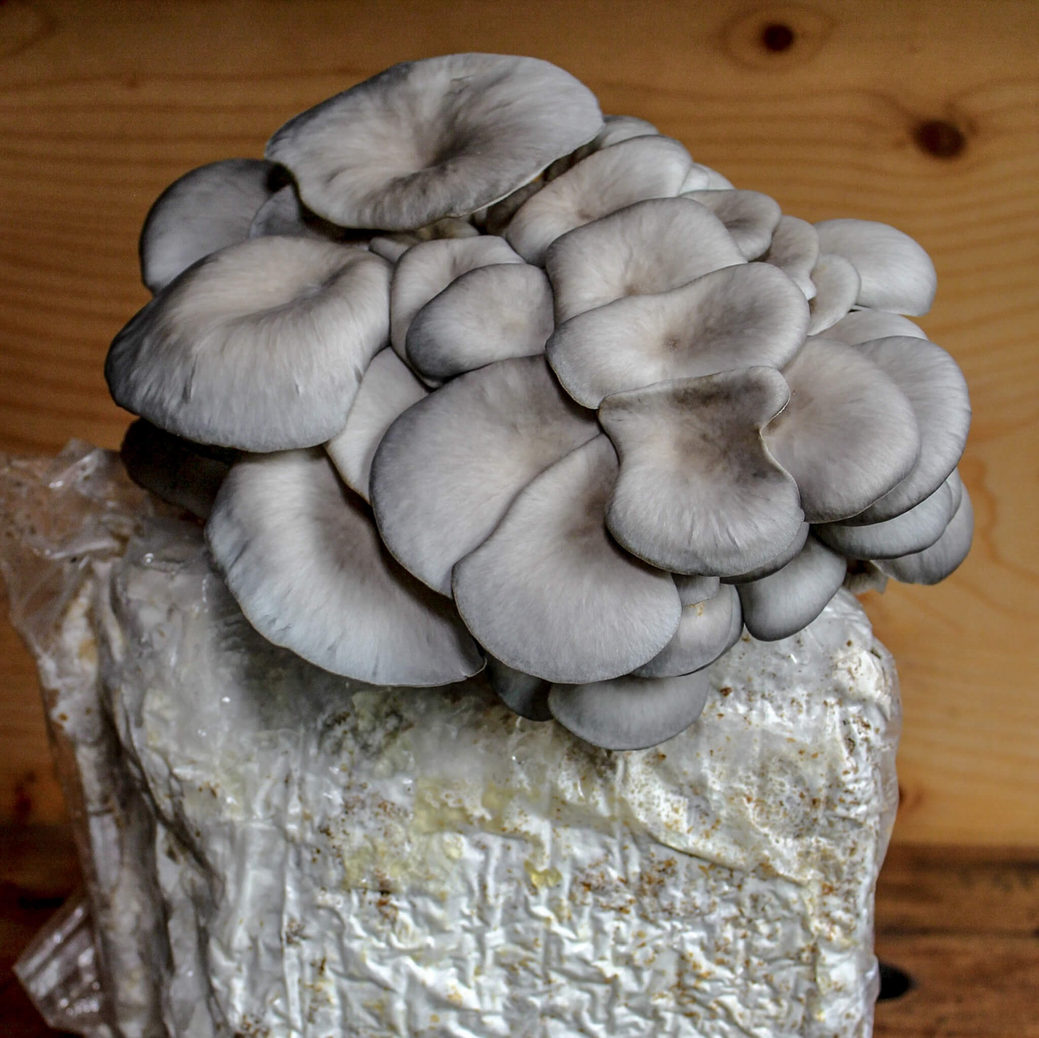 Culture de champignons, vente et formations