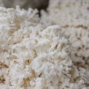 Mycélium de champignons hydne corail